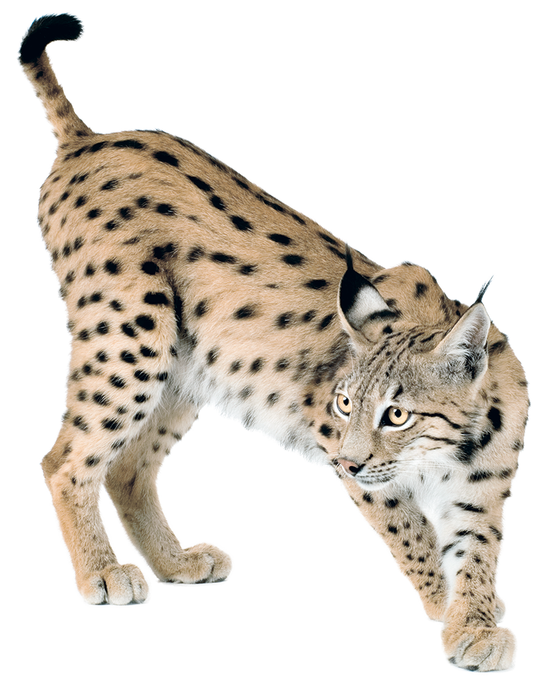 Lynx Face Clipart Free Download Transparent Png Creazilla - Gambaran