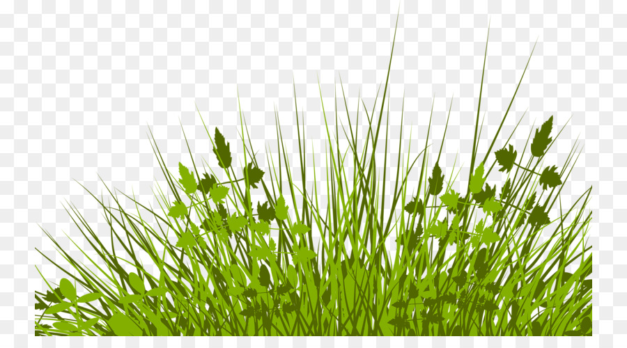 Lawn Royalty-free Stock photography Illustration - Pretty grass png download - 800*483 - Free Transparent Lawn png Download.