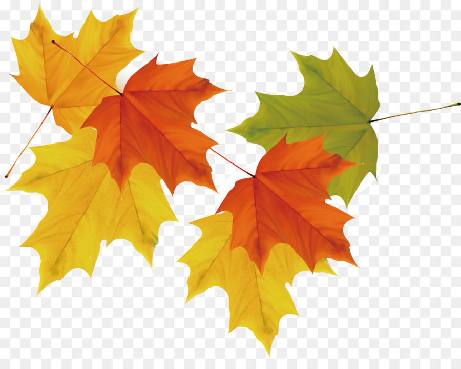 Maple leaf Autumn - Vector maple leaf picture png download - 1617*1261 - Free Transparent Maple Leaf png Download.