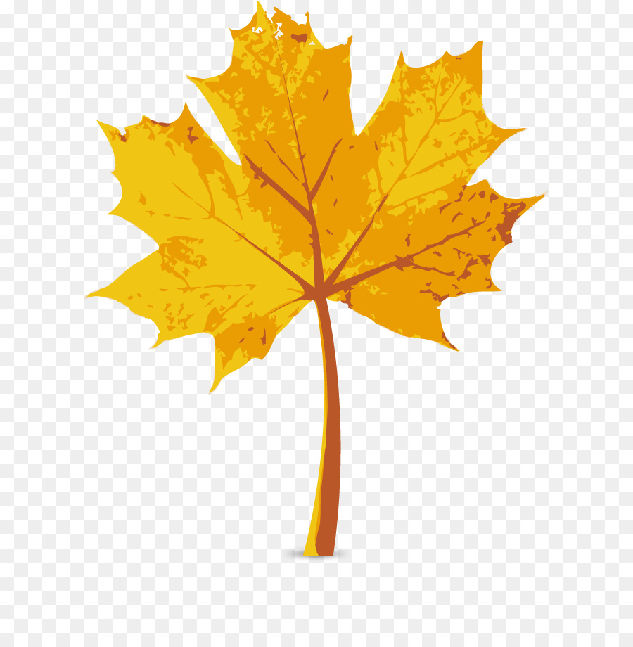 Maple leaf Autumn - Vector autumn maple leaf png download - 662*906 - Free Transparent Maple Leaf png Download.