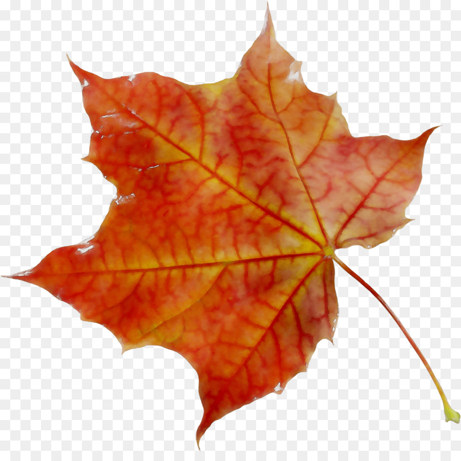 Maple leaf Orange S.A. -  png download - 2711*2658 - Free Transparent Maple Leaf png Download.