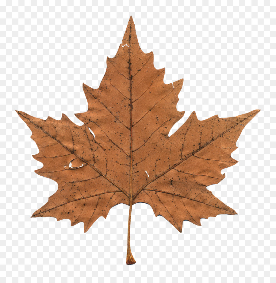 Maple leaf Clip art - Maple Leaf png download - 1462*1491 - Free Transparent Canada png Download.