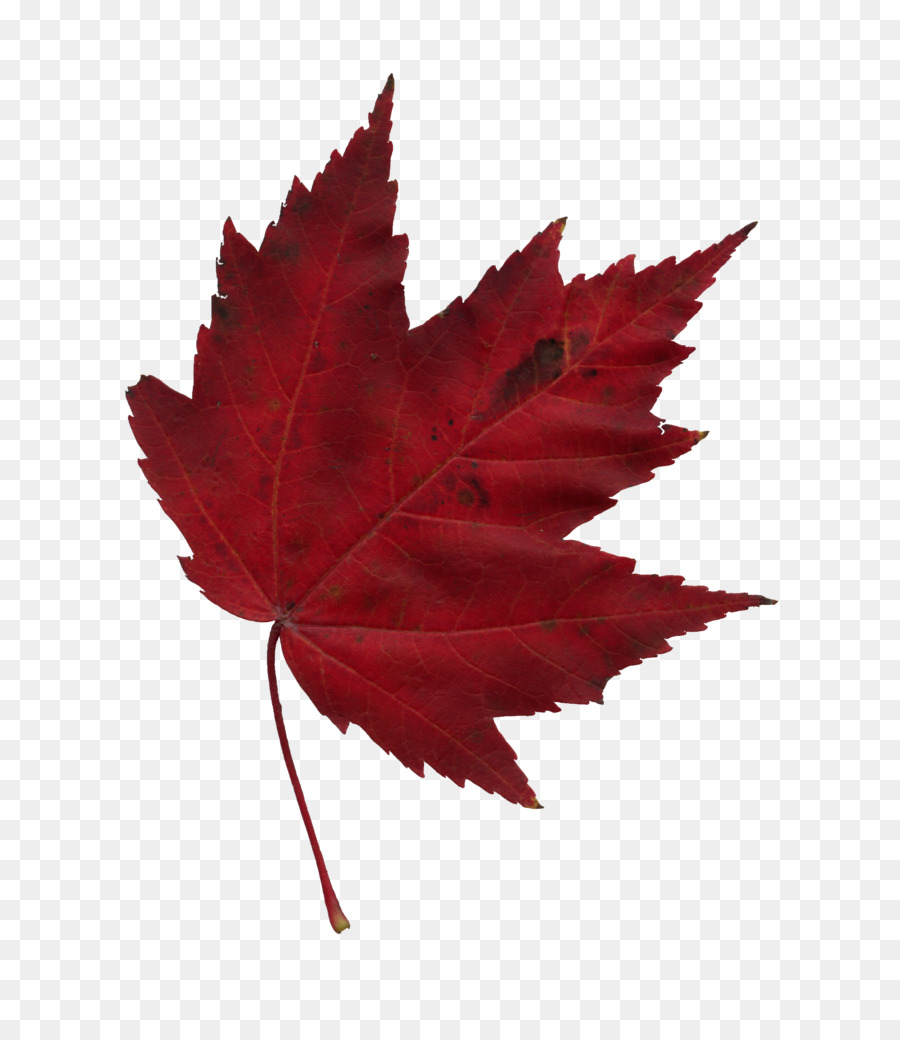 Japanese maple Maple leaf Autumn - maple leaf png download - 851*1024 - Free Transparent Japanese Maple png Download.