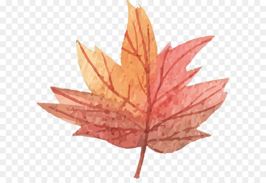Maple leaf - Vector maple leaf png download - 1644*1529 - Free Transparent Maple Leaf ai,png Download.