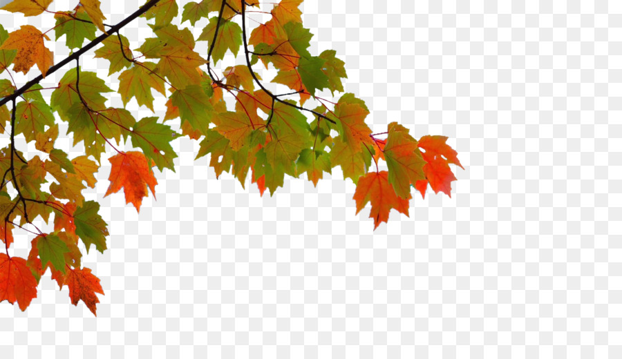 Maple leaf Autumn - Autumn maple leaves png download - 1920*1080 - Free Transparent Maple Leaf png Download.