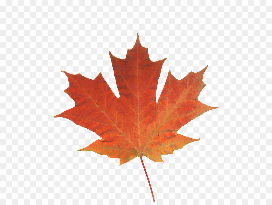 Maple leaf Autumn leaf color Canada - real leaf png download - 550*670 - Free Transparent Maple Leaf png Download.