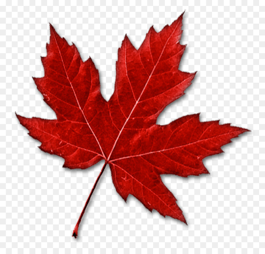 Canada Maple leaf Clip art - Canada png download - 850*841 - Free Transparent Canada png Download.