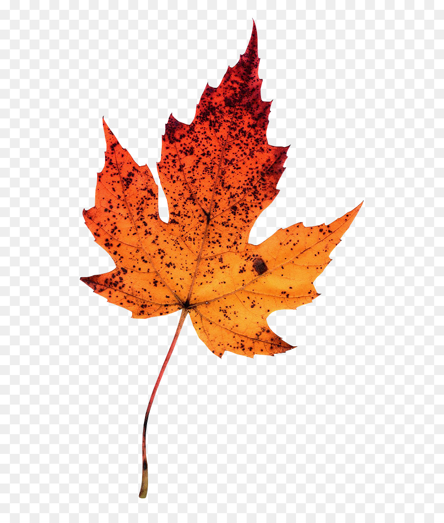 Maple leaf Photography Autumn Leaves Clip art - Leaf png download - 650*1049 - Free Transparent Maple Leaf png Download.