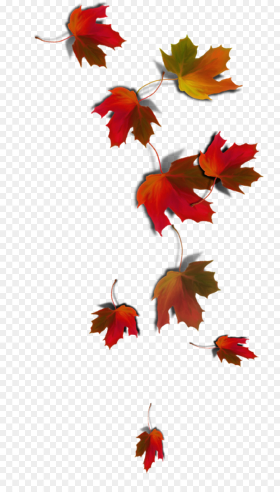 Maple leaf Autumn leaf color - autumn png download - 800*1577 - Free Transparent Maple Leaf png Download.