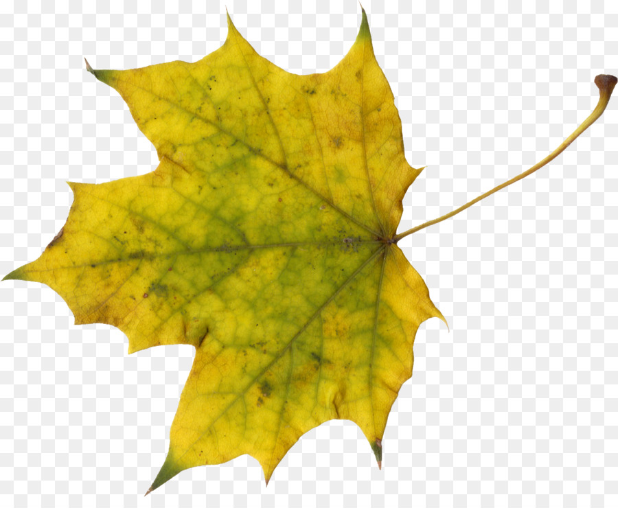 Sugar maple Maple leaf Autumn - leaf png download - 1238*1000 - Free Transparent Sugar Maple png Download.