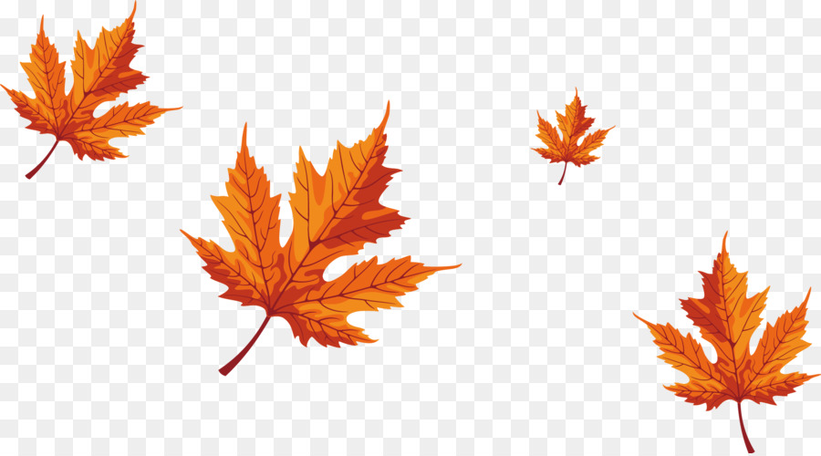 Maple leaf Red maple - Falling maple leaves png download - 2234*1233 - Free Transparent Maple Leaf png Download.