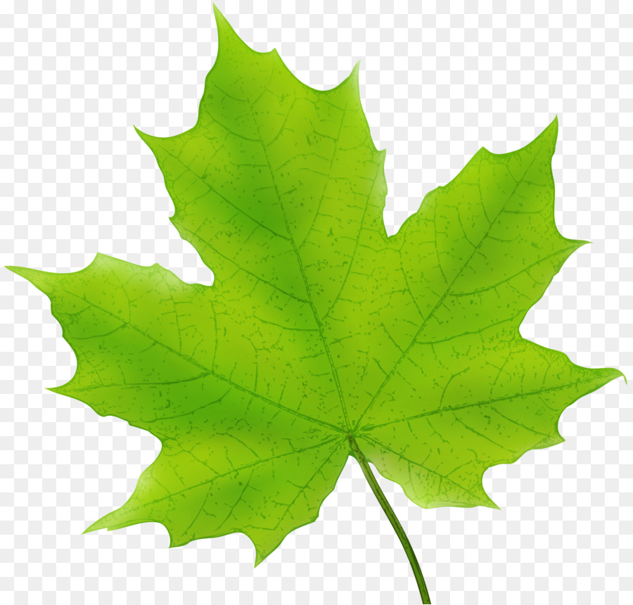 Maple leaf Canada Clip art - green leaves png download - 5000*4774 - Free Transparent Maple Leaf png Download.