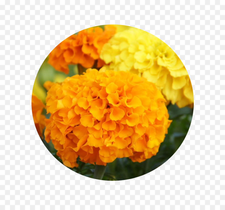 Mexican marigold Flower Seed Pot marigold Chrysanthemum - marigold png download - 901*822 - Free Transparent Mexican Marigold png Download.
