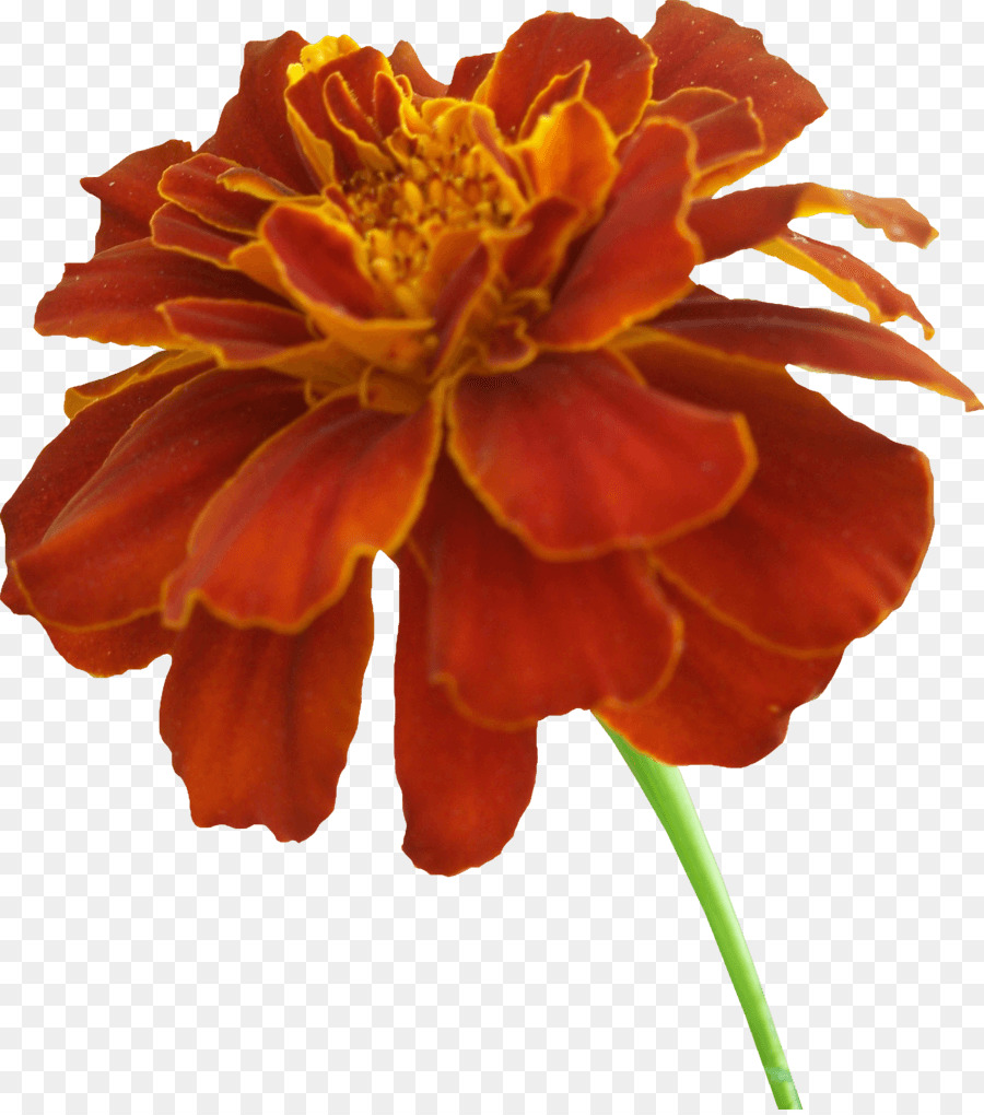 Mexican marigold Clip art - orange flowers png download - 900*1015 - Free Transparent Mexican Marigold png Download.