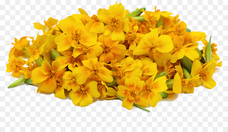 Mexican marigold Chrysanthemum tea Calendula officinalis Cut flowers - Marigold PNG File png download - 872*508 - Free Transparent Mexican Marigold png Download.