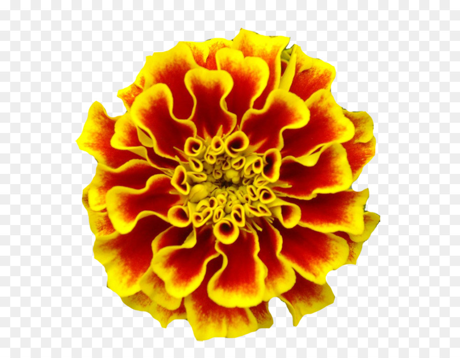 Mexican marigold Marigolds Tattoo Birth flower - flower png download - 686*700 - Free Transparent Mexican Marigold png Download.