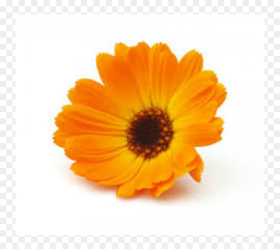 Marigolds English marigold Medicinal plants Mexican marigold Flower - autumn-flowers png download - 800*800 - Free Transparent Marigolds png Download.