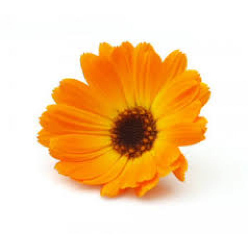 Marigolds English marigold Medicinal plants Mexican marigold Flower ...