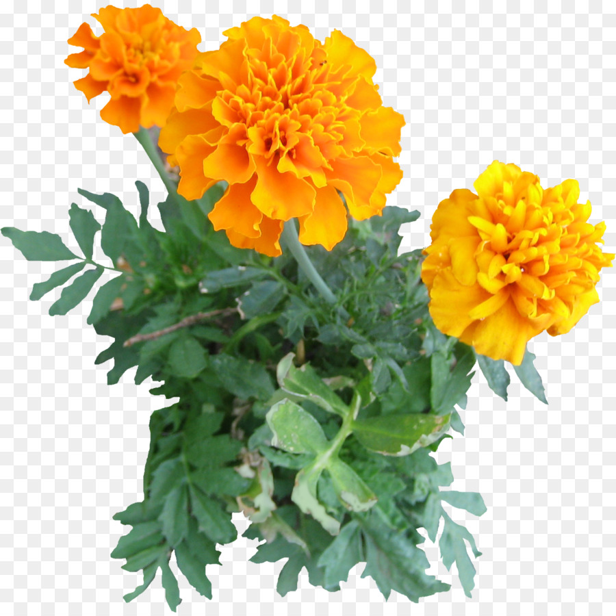 Mexican marigold Plant Flower Clip art - flower tree png download - 1200*1200 - Free Transparent Mexican Marigold png Download.