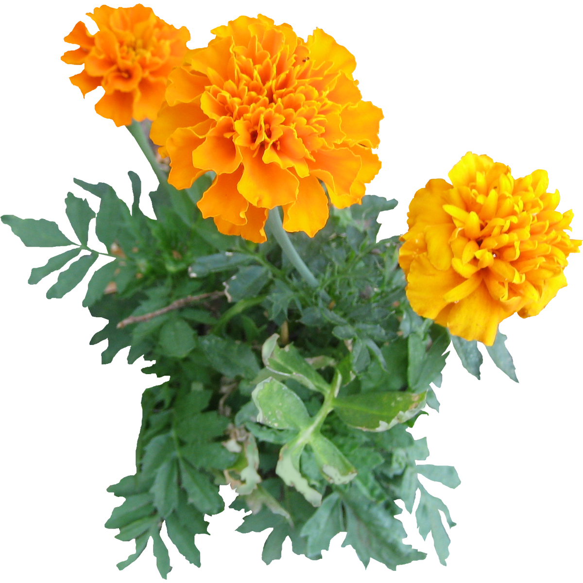 Календула, бархатцы Garden Marigold