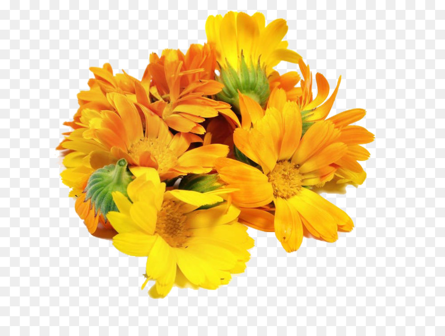 Mexican marigold Floral design Flower Calendula officinalis - A bunch of marigolds png download - 1000*750 - Free Transparent Mexican Marigold png Download.