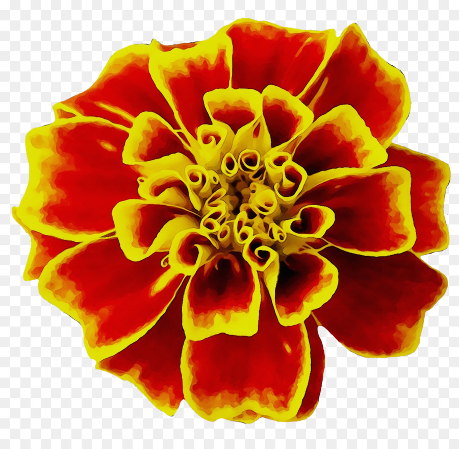 Mexican marigold Flower Seed Image English marigold -  png download - 1320*1279 - Free Transparent Mexican Marigold png Download.