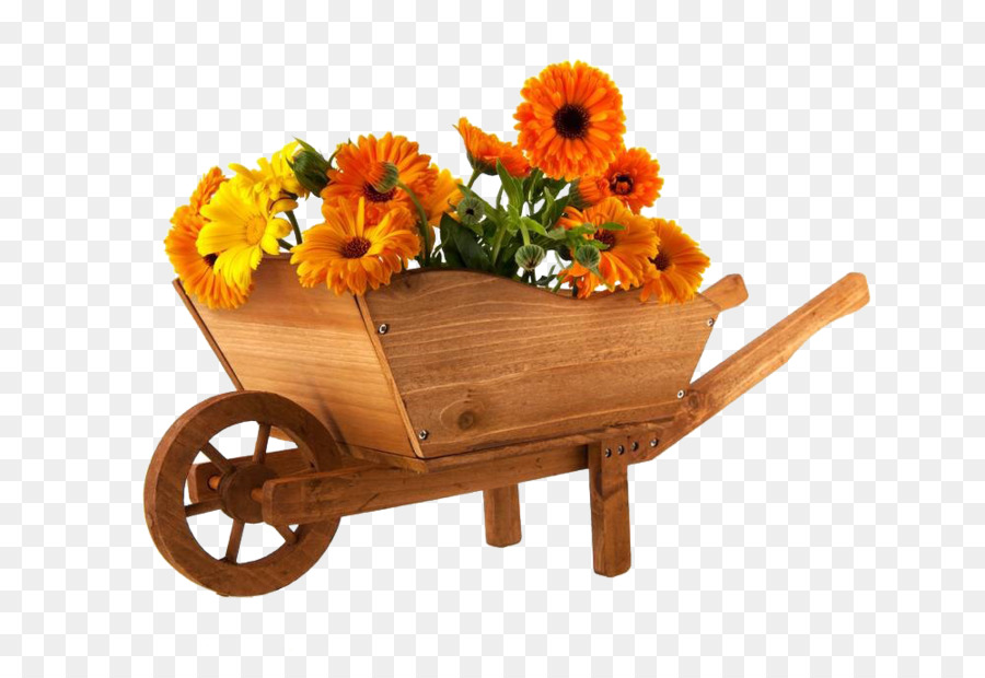 Wheelbarrow Flower Marigold Photography - Marigolds and trolleys png download - 1000*667 - Free Transparent Wheelbarrow png Download.