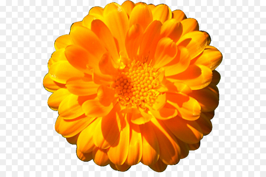 The Marigolds Clip art - others png download - 609*585 - Free Transparent Marigolds png Download.