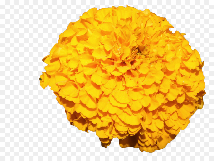 Mexican marigold Flower Yellow - Yellow marigold png download - 1200*900 - Free Transparent Mexican Marigold png Download.