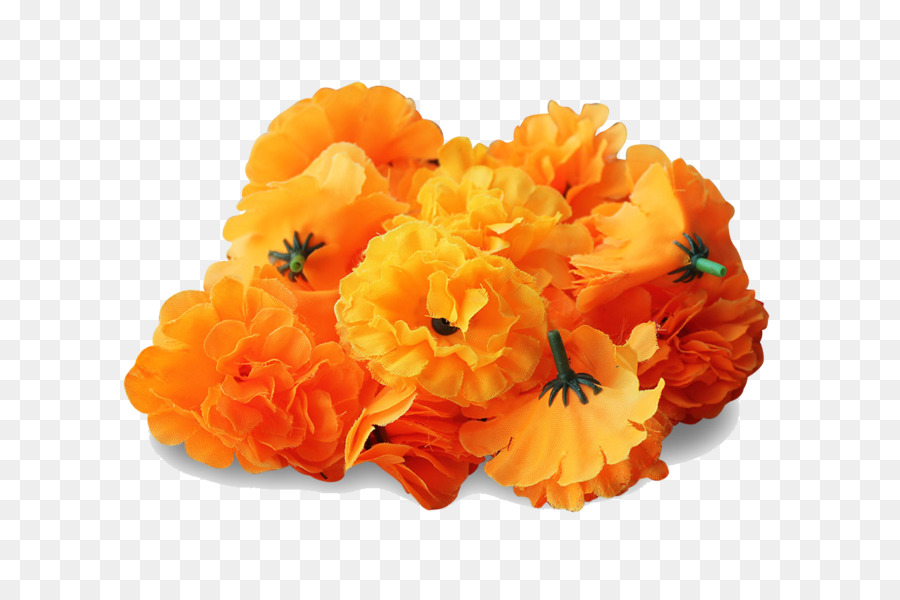 Mexican marigold Flower Clip art - Marigold PNG Transparent Image png download - 1280*850 - Free Transparent Mexican Marigold png Download.