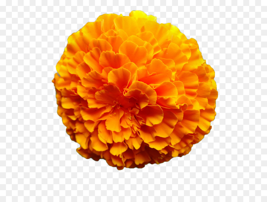 Mexican marigold Flower Calendula officinalis Orange - Marigold flower png download - 1200*900 - Free Transparent Mexican Marigold png Download.