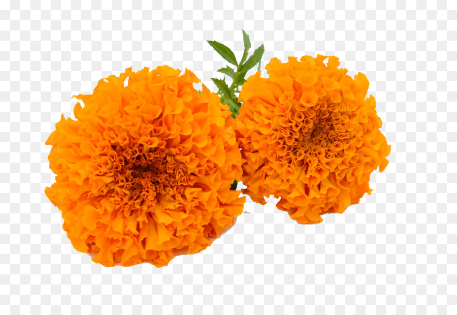 Marigold Calendula officinalis Clip art - Marigold PNG HD png download - 1024*699 - Free Transparent Marigold png Download.