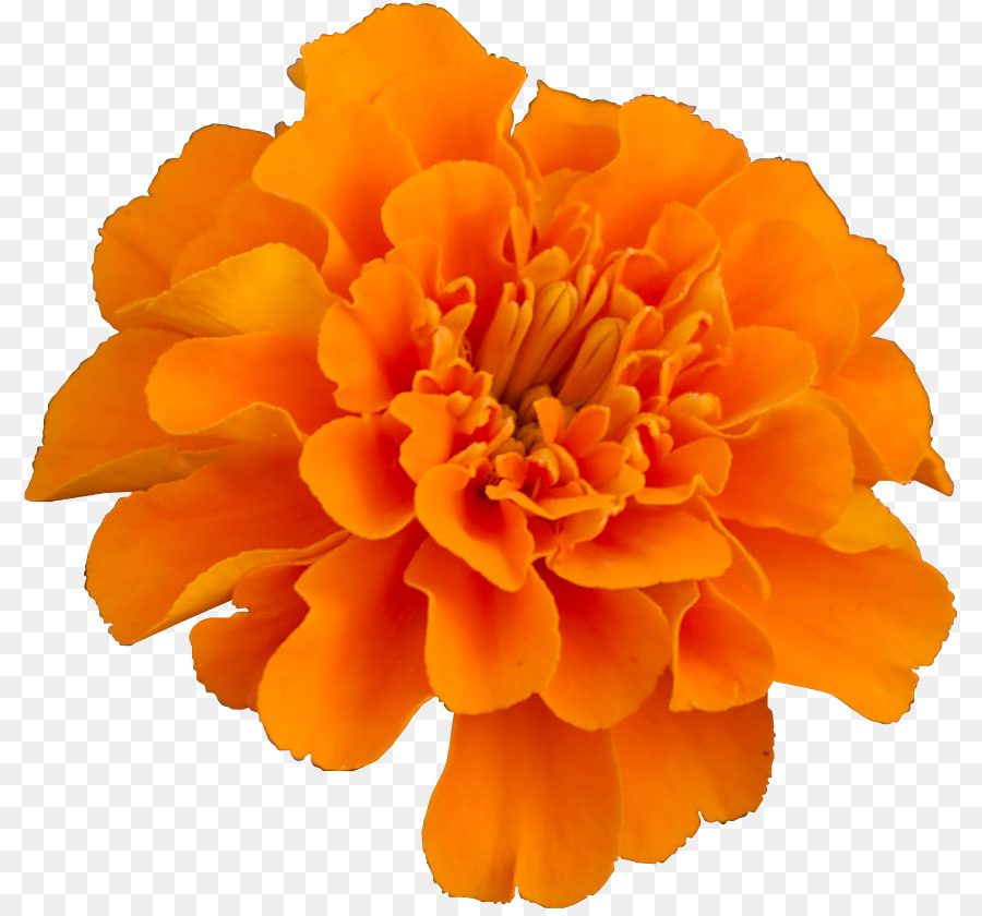 Mexican marigold Flower Pot marigold Plant Household Insect Repellents - flower png download - 860*835 - Free Transparent Mexican Marigold png Download.