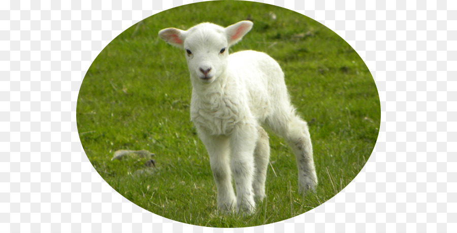 The Lamb Sheep Lamb and mutton Cattle Meat - Kuzu png download - 600*450 - Free Transparent Lamb png Download.