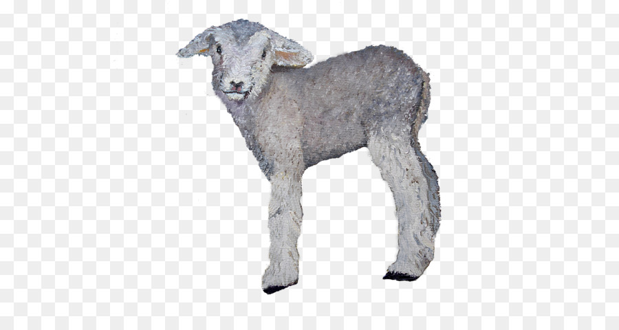 Sheep Goat Cattle Fur Snout - baby lamb png download - 600*463 - Free Transparent Sheep png Download.