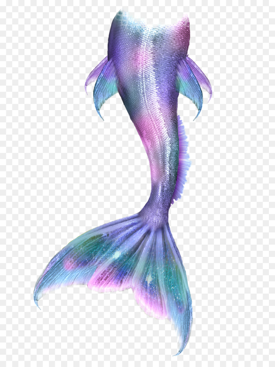 Ariel Mermaid Drawing Tail Siren - Mermaid tail png download - 1327*1756 - Free Transparent Ariel png Download.