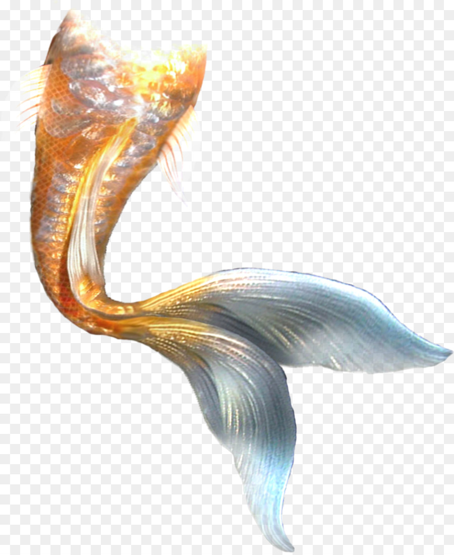 Mermaid Tail - Mermaid tail png download - 1560*1899 - Free Transparent Mermaid png Download.