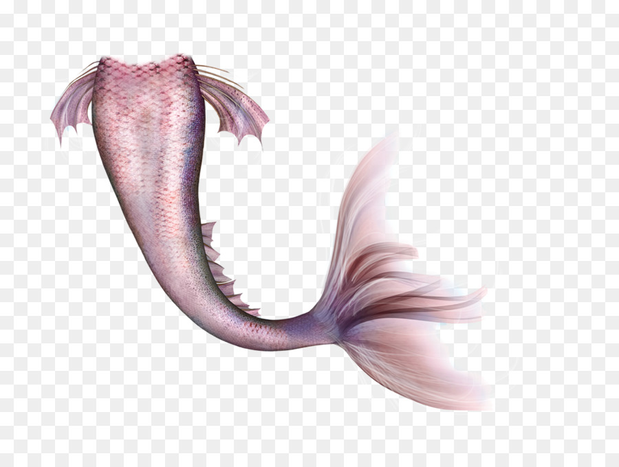 Mermaid Legendary creature Fairy Tail - mermaid tail png download - 1600*1200 - Free Transparent Mermaid png Download.