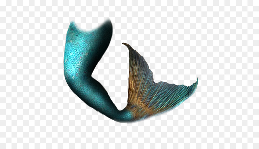 Mermaid Tail Clip art - mermaid tails png download - 494*510 - Free Transparent Mermaid png Download.
