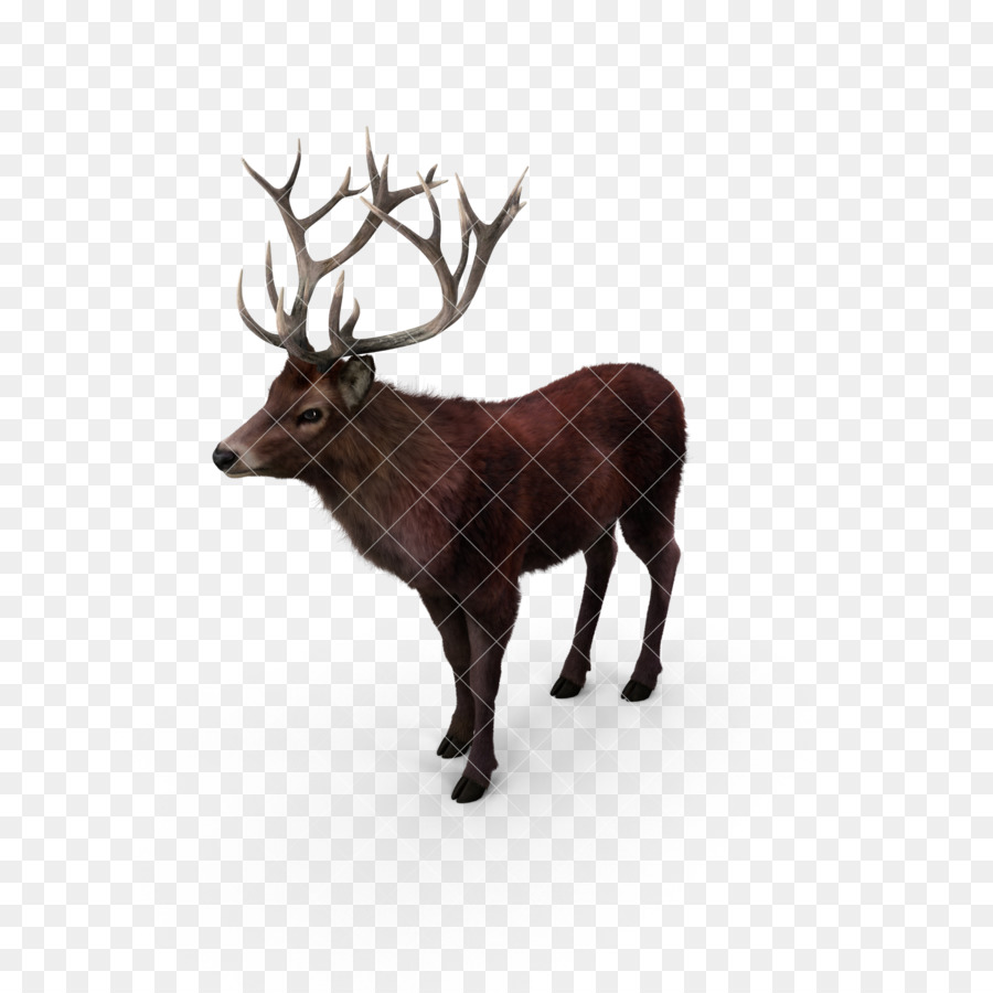 Reindeer Elk Red deer Moose - Deer,deer,animal,Fawn png download - 2048*2048 - Free Transparent Reindeer png Download.