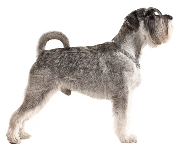 Miniature Schnauzer Standard Schnauzer Lakeland Terrier Schnoodle Cesky ...