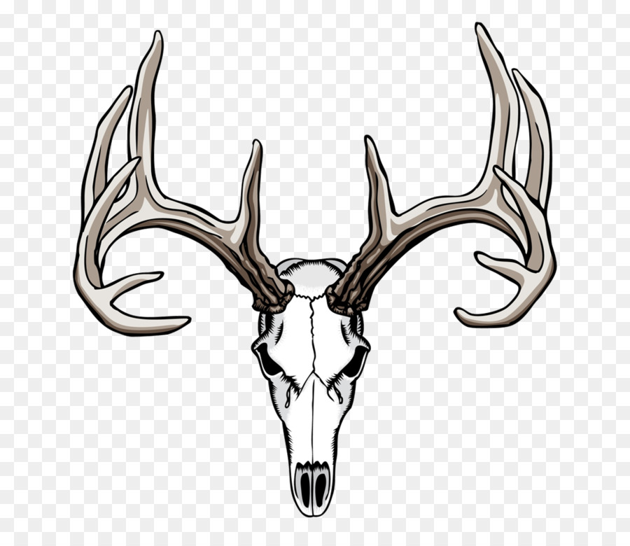 White-tailed deer Elk Antler Clip art - deer png download - 1075*921 - Free Transparent Whitetailed Deer png Download.