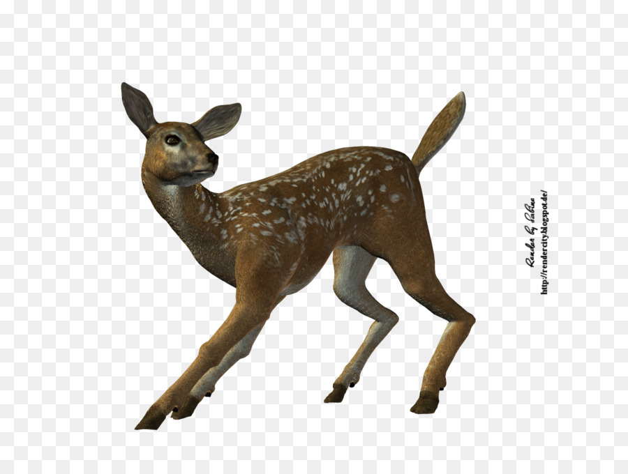 White-tailed deer Stock photography Royalty-free - deer png download - 1200*900 - Free Transparent Whitetailed Deer png Download.