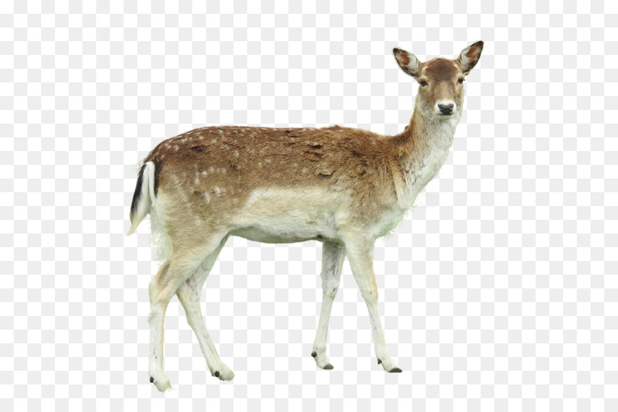 White-tailed deer Roe deer Image Photograph - deer png download - 1280*853 - Free Transparent Whitetailed Deer png Download.