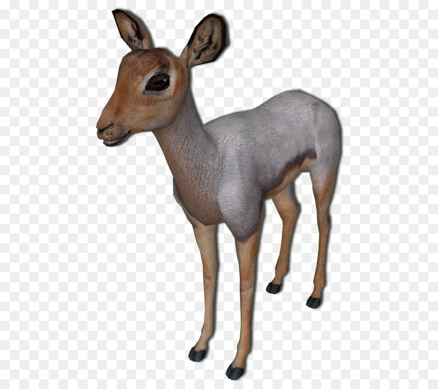 White-tailed deer Antelope Beira Impala Musk deer - deer png download - 530*794 - Free Transparent Whitetailed Deer png Download.