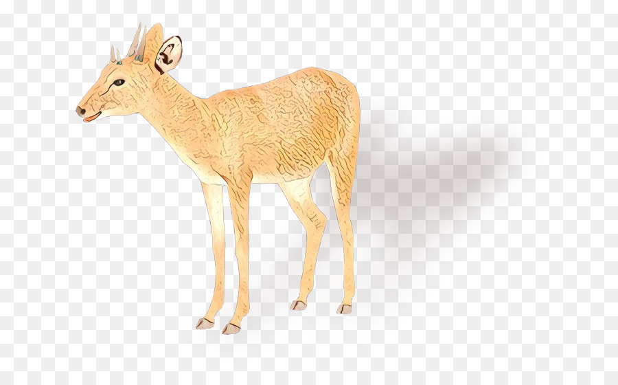 White-tailed deer Moschus Antler Antelope -  png download - 700*544 - Free Transparent Whitetailed Deer png Download.