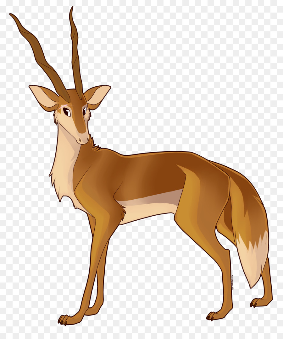 White-tailed deer Gazelle Dog Antler - deer png download - 900*1062 - Free Transparent Whitetailed Deer png Download.