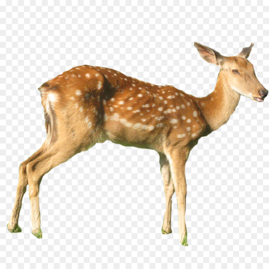 White-tailed deer Red deer Elk Musk deer - FIG deer png download - 1000*1000 - Free Transparent Whitetailed Deer png Download.
