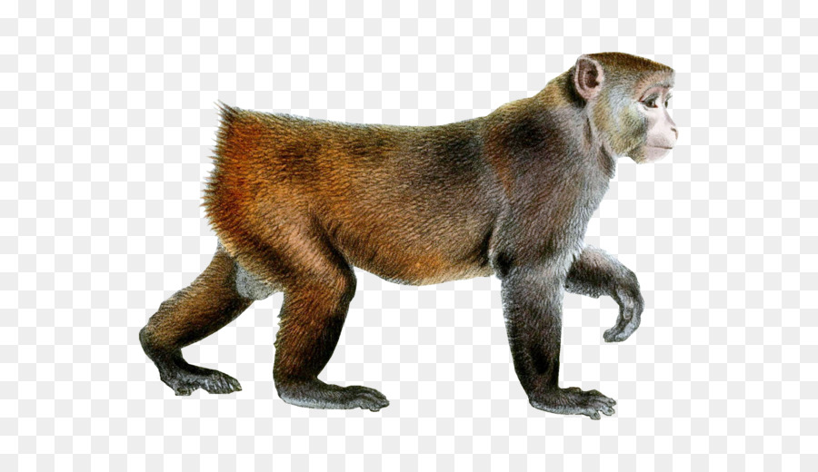 Monkey Rhesus macaque Clip art - Monkey PNG png download - 3000*2400 - Free Transparent Primate png Download.
