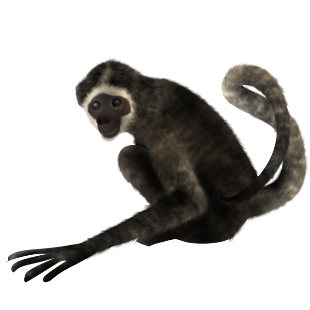 Spider monkey PhotoScape - pelicano png download - 640*640 - Free ...